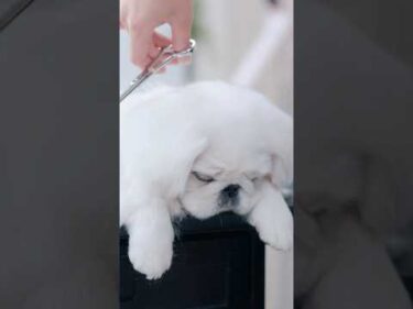 【動画全編は⬆️】初めてのトリミング中にぺたんと寝てしまう子犬