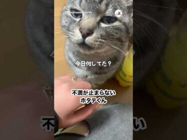他の猫を触った主｜PECO