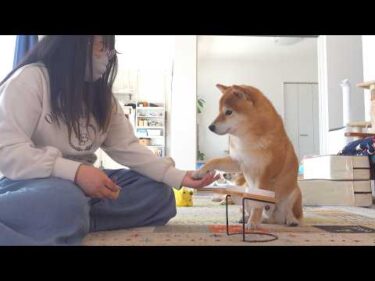 急に尻尾を下げた柴犬、心配していたら理由が可愛すぎました。
