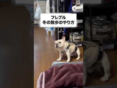 フレブル🐶冬の散歩のやり方｜PECO