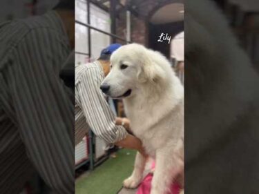Lily リリー #greatpyrenees #todaysrunrun #グレートピレニーズ #今日のルンルン
