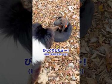 登山してたら猟犬を見つけて…｜PECO