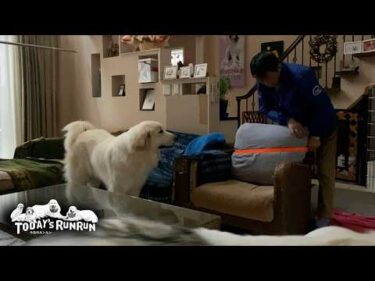 クッションを守りたいお父さんと、どうしても壊したいリリーです　Great Pyrenees　グレートピレニーズ