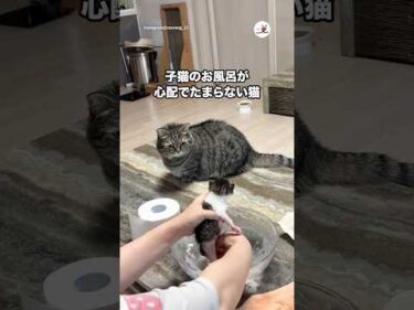 子猫のお風呂が心配でたまらない猫｜PECO