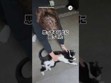 クルクル大好き猫｜PECO