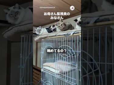 自分たちのお世話ちゃんとやってるか監視する猫たち｜PECO