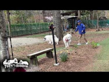 アランの直前乗車拒否を完全に引き継いだベルとリリーです　Great Pyrenees　グレートピレニーズ