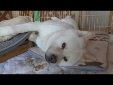 【秋田犬ゆうき】お散歩以外は基本インドア生活なので天気が良くなったらぐうたらしてしまう【akita dog】