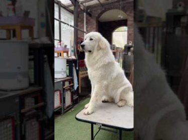 Lily リリー #greatpyrenees #todaysrunrun #グレートピレニーズ #今日のルンルン