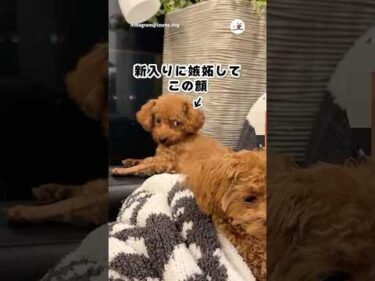 抱っこされる新入りに嫉妬する姉犬｜PECO