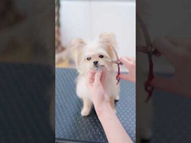 可愛すぎる子犬が大変身したら・・・