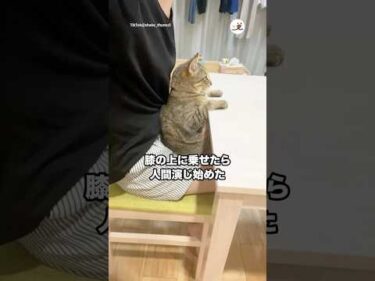 膝の上乗せたら人間演じ始めた｜PECO