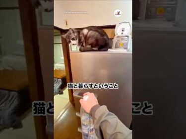 猫と暮らすということは｜PECO