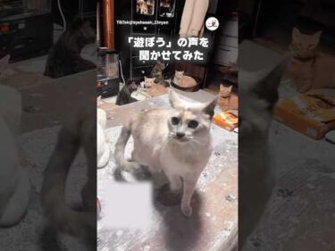 遊ぼうという意味のある音声を猫たちに聞かせたら｜PECO