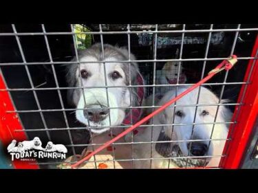 お出かけが注射だったので…期待外れだったアランとベルとリリーです　Great Pyrenees　グレートピレニーズ