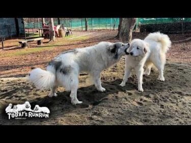 しつこいリリーに犬の縦社会を教えるべく厳しめの指導をするベルです　Great Pyrenees　グレートピレニーズ