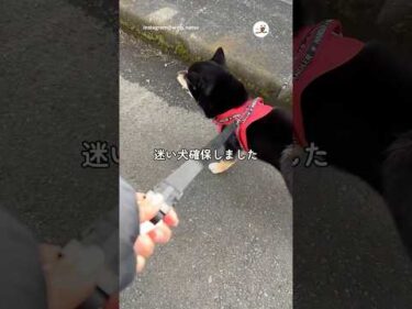 柴を拾いました｜PECO