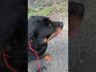 【天才犬】バイクや自転車にロックオン知らない間に改善