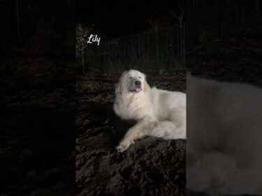 Lily リリー #greatpyrenees #todaysrunrun #グレートピレニーズ #今日のルンルン