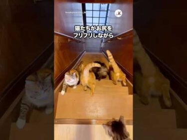 この階段が怖かったけど猫たちのおかげで♡｜PECO