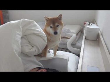 パパの異変に気づいた柴犬、自分もしんどいのに優しく寄り添ってくれました