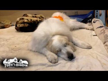 体調が良いので全身シャンプーをしてもらったアランです　Great Pyrenees　グレートピレニーズ