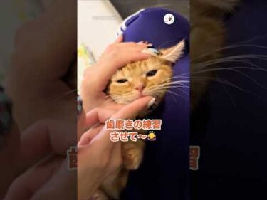 歯磨きの練習させて〜🙇‍♀️｜PECO