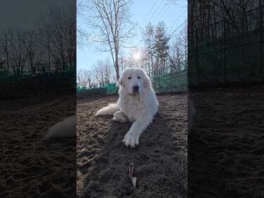 Lily リリー #greatpyrenees #todaysrunrun #グレートピレニーズ #今日のルンルン