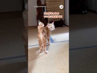 1ヶ月ぶりにお姉ちゃんが帰省したら…｜PECO