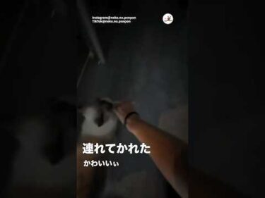 人をさらっていく猫｜PECO