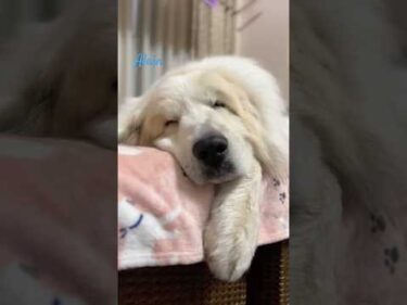 Alain アラン #greatpyrenees #todaysrunrun #グレートピレニーズ #今日のルンルン