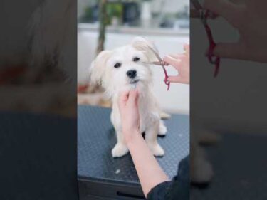長ーいまつ毛が可愛すぎる子犬を初カットしたら・・・
