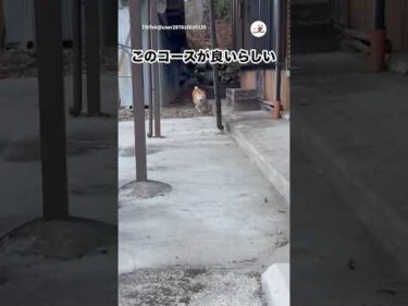 【柴犬】走るコース決まってる｜PECO