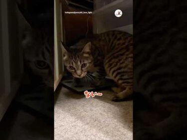 🐱ボールない〜｜PECO
