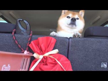 誕生日を祝いに行ったら、実家の柴犬の歓迎が独特過ぎました
