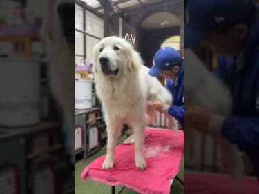 Lily リリー #greatpyrenees #todaysrunrun #グレートピレニーズ #今日のルンルン