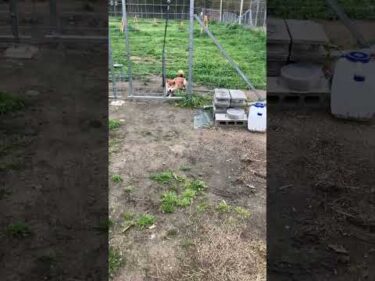 犬は叱って訂正してくれる人が好き❤️