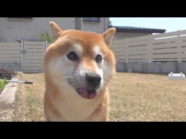 柴犬が庭で大変なことになりました