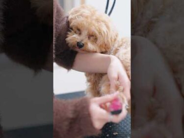 【動画全編は⬆️】久しぶりに再会したマルプーのトリミング！