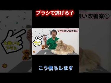 【犬 しつけ】ブラッシングで逃げるならこれ