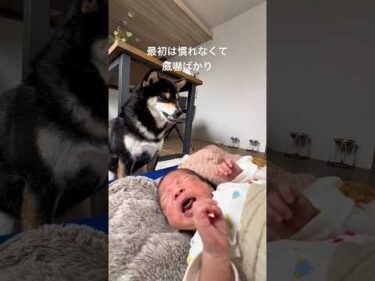 一ヶ月経ったら　#豆柴がいる暮らし #まめぐら #shibainu #柴犬 #mameshiba