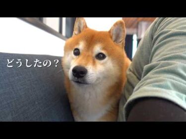 柴犬ハチの鼻の下に違和感が…原因を探してみたら思わぬ展開に