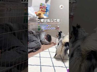 ワンコに叱られる酔っ払い｜PECO