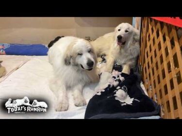 眠る時はアランの隣が安心なリリーです　Great Pyrenees　グレートピレニーズ
