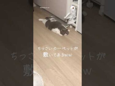 愛猫がカーペットになってた｜PECO
