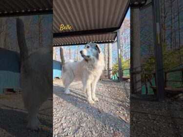 Belle ベル #greatpyrenees #todaysrunrun #グレートピレニーズ #今日のルンルン