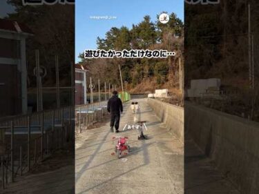 遊びたい子犬｜PECO