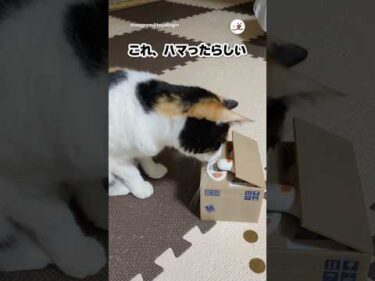 この貯金箱は猫も虜にする｜PECO