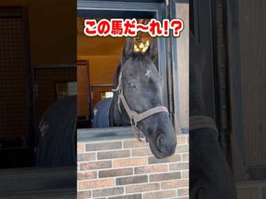 【この馬だ〜れ？】この顔に見覚えある？#shorts #クイズ #競馬 #horse
