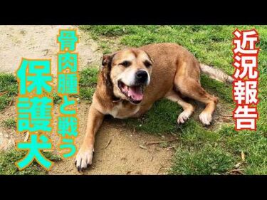 【片足が無くなった保護犬】リンちゃんの現在のご報告